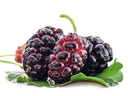 Red Mulberry Tree Live Plant Starter Mulberry Fruit Trees _ Etsy